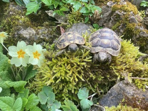 Griechische Landschildkröten