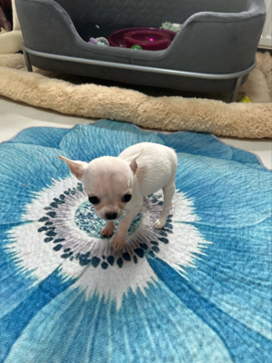Reinrassige Mini Chihuahua Welpen etwurmt ,geimpft ,mit Starterpaket  Bild 4