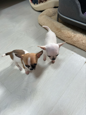 Reinrassige Mini Chihuahua Welpen etwurmt ,geimpft ,mit Starterpaket  Bild 1
