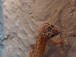 Leopardgecko Weibchen Bild 6