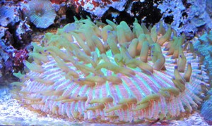 Korallenableger- Cycloseris fralinae Pilzkoralle Bild 1