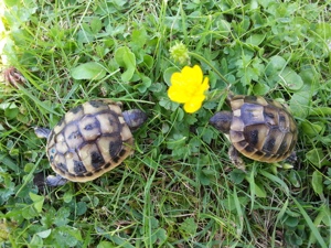 Griechische Landschildkröten 