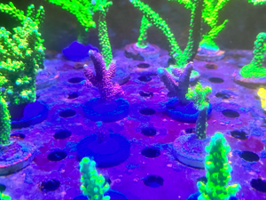 Korallen Ableger sps lps acropora  meerwasser salzwasser  Bild 4