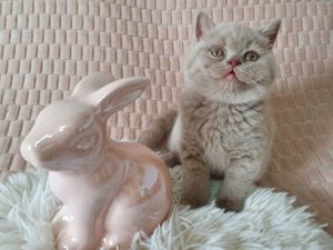 BKH lilac Kitten Kater Katze ab Mai männlich weiblich Bild 7