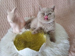 BKH lilac Kitten Kater Katze ab Mai männlich weiblich Bild 6