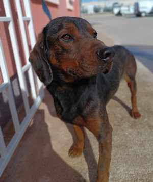 Gendry Posavski Gonic Mischling Mischlingshund Mischlingsrüde Rüde sucht Zuhause oder Pflegestelle Bild 4