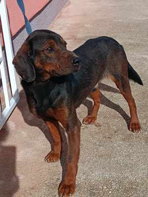 Gendry Posavski Gonic Mischling Mischlingshund Mischlingsrüde Rüde sucht Zuhause oder Pflegestelle Bild 5
