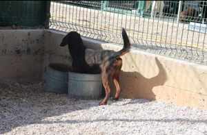Gendry Posavski Gonic Mischling Mischlingshund Mischlingsrüde Rüde sucht Zuhause oder Pflegestelle Bild 2