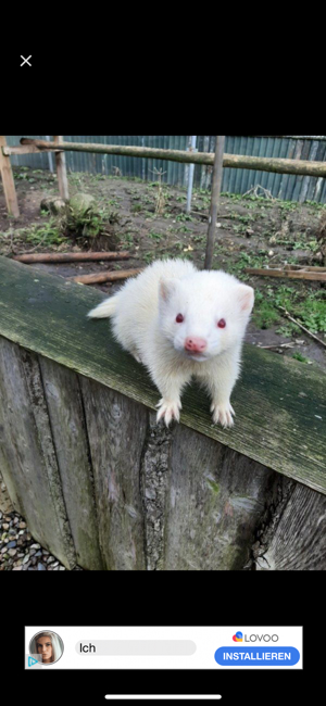 Albino Frettchen in gute hände abzugeben. Bild 4