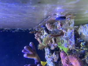 Korallen Meerwasser Nachzuchten LPS SPS Meerwasser Bild 5