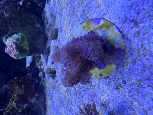 Korallen Meerwasser Nachzuchten LPS SPS Meerwasser Bild 3