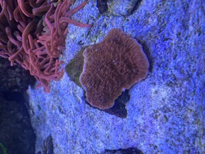 Korallen Meerwasser Nachzuchten LPS SPS Meerwasser Bild 4