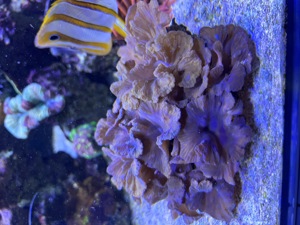 Korallen Meerwasser Nachzuchten LPS SPS Meerwasser Bild 8