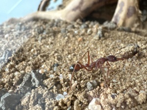 Myrmecia nigriscapa - Bull Ants - Kolonie mit  300 Tieren Bild 2