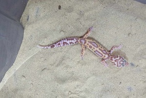 Biete schöne Leopardgeckos in verschiedenen Farbmorphen Bild 4