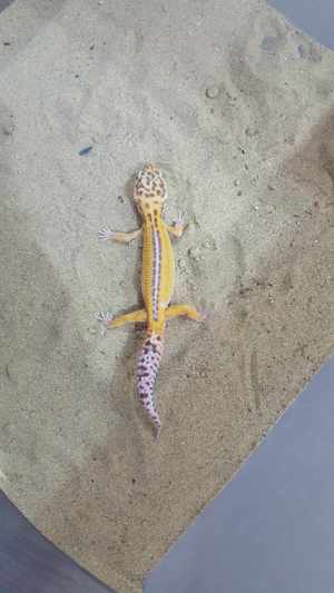 Biete schöne Leopardgeckos in verschiedenen Farbmorphen Bild 3