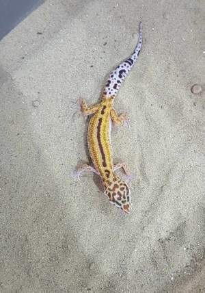 Biete schöne Leopardgeckos in verschiedenen Farbmorphen Bild 1