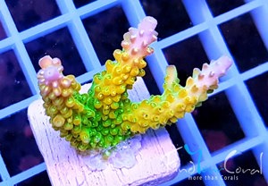Ultra Korallen - LPS   SPS  Meerwasser Aquarium Osterangebote!!  Bild 3