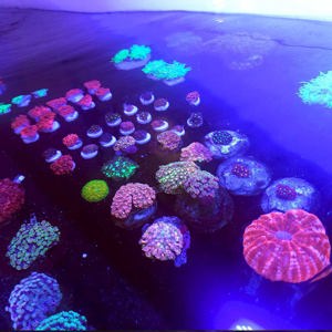 Ultra Korallen - LPS   SPS  Meerwasser Aquarium Osterangebote!!  Bild 2