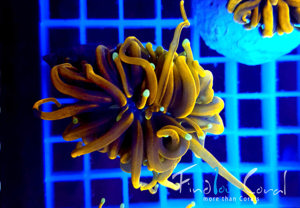 Ultra Korallen - LPS   SPS  Meerwasser Aquarium Osterangebote!!  Bild 1