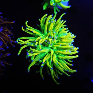 Ultra Korallen - LPS   SPS  Meerwasser Aquarium Osterangebote!!  Bild 4