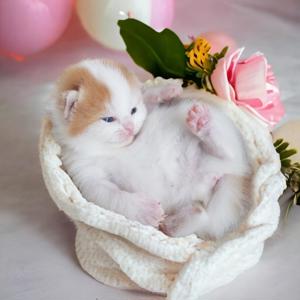 Reinrassige Zucker süße Baby Kitten mit Stammbaum Bild 6