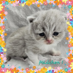 Süße Bkh Kitten Bild 10