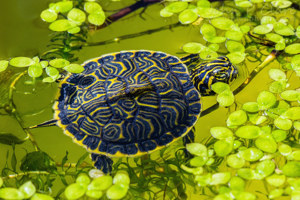 5 junge Halbinsel-Schmuckschildkröten