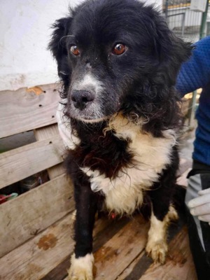 Joschi sucht ganz viele Schmuseeinheiten