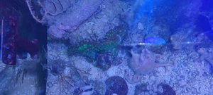 Echinopora lamellosa 15x5cm Meerwasser Koralle  Bild 4