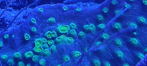 Echinopora lamellosa 15x5cm Meerwasser Koralle  Bild 2