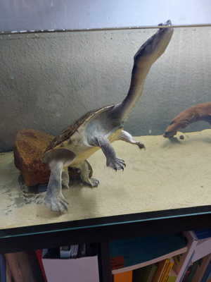 Siebenrock-Schlangenhalsschildkröte Wasserschildkröte Bild 1
