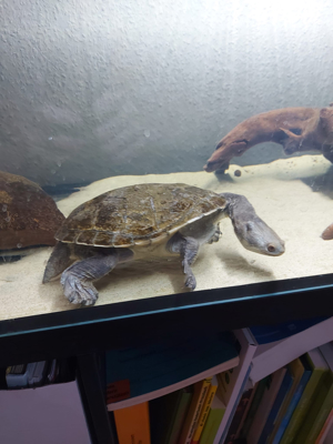 Siebenrock-Schlangenhalsschildkröte Wasserschildkröte Bild 3