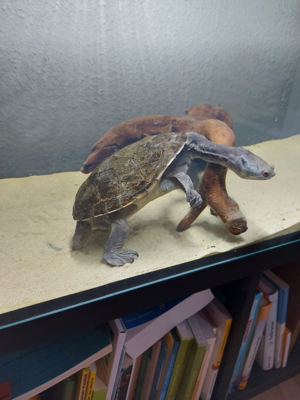 Siebenrock-Schlangenhalsschildkröte Wasserschildkröte Bild 2