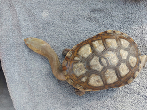 Siebenrock-Schlangenhalsschildkröte Wasserschildkröte Bild 4