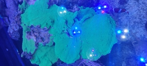 Montipora Platte grün 15x30cm Meerwasser Koralle  Bild 2