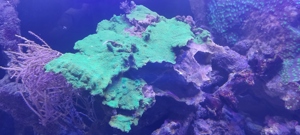 Montipora Platte grün 15x30cm Meerwasser Koralle  Bild 3