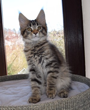 Wunderschöne Maine Coon Mädchen mit Stammbaum zu verkaufen