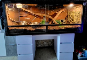 OSB Terrarium & 1.0 königsphyton firefly het. Clown