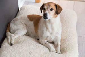 ROCKY sucht ein bis zwei eigene Sterne