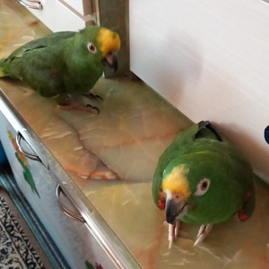 Suche Papagei  Amazone Bild 3