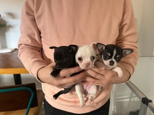 2 Reinrassige Chihuahuawelpen Suchen Ihr Traumschloss ! Bild 1