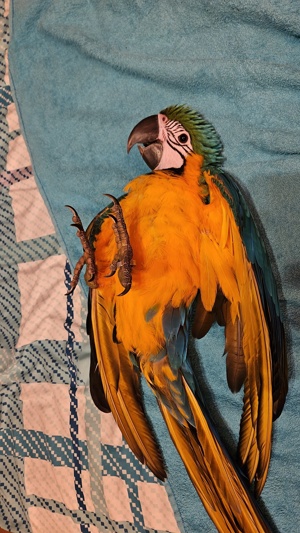 Gelbbrustara Papagei Paar Bild 3