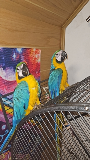 Gelbbrustara Papagei Paar Bild 2