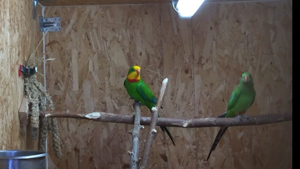 Pfirsichköpchen, Rosenköpfchen, Schildsittiche, Bergsittiche Halsbandsittiche