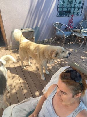 Sanfter Flauschi Balou will Endlich Ankommen