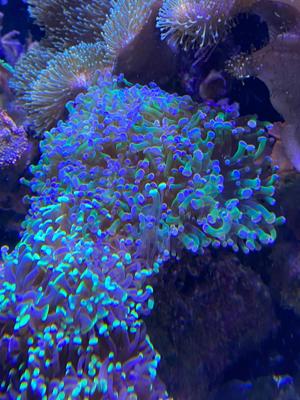 Euphyllia paradivisa bi color