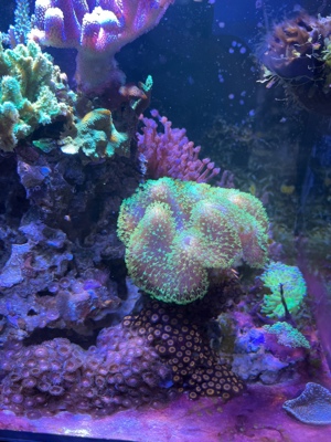 Korallenableger Bild 5