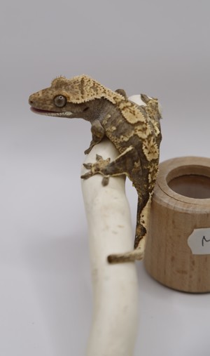 Kronengecko - Crested Gecko - Gecko - Correlophus ciliatus Bild 3