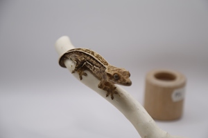 Kronengecko - Crested Gecko - Gecko - Correlophus ciliatus Bild 6